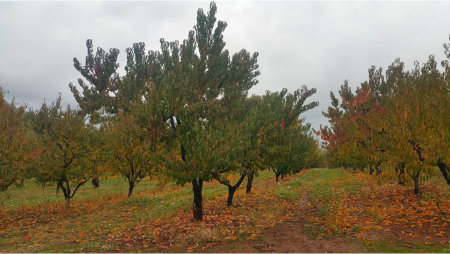 beals_orchards