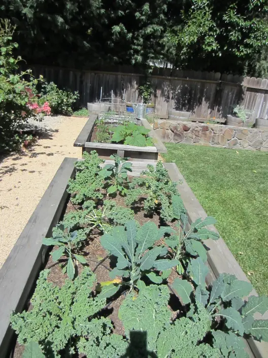 Garden Greens, Farm Fresh