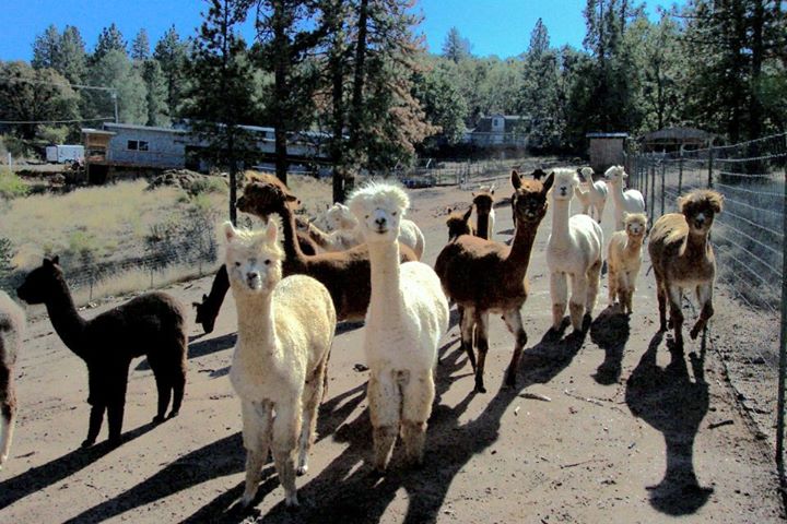 herd shot (720x480)